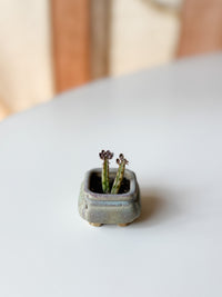 Tiny Vintage Planters – from Kyushu (maybe!)