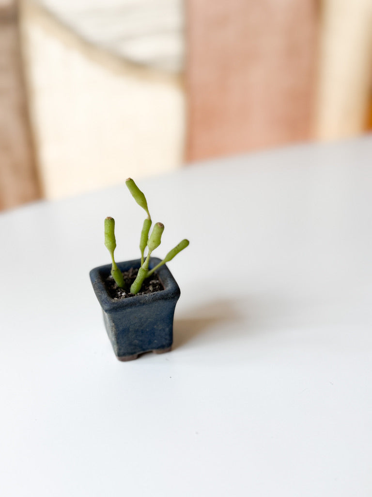 Tiny Vintage Planters – from Kyushu (maybe!)