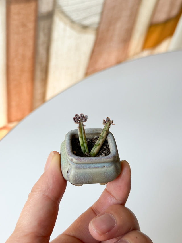 Tiny Vintage Planters – from Kyushu (maybe!)