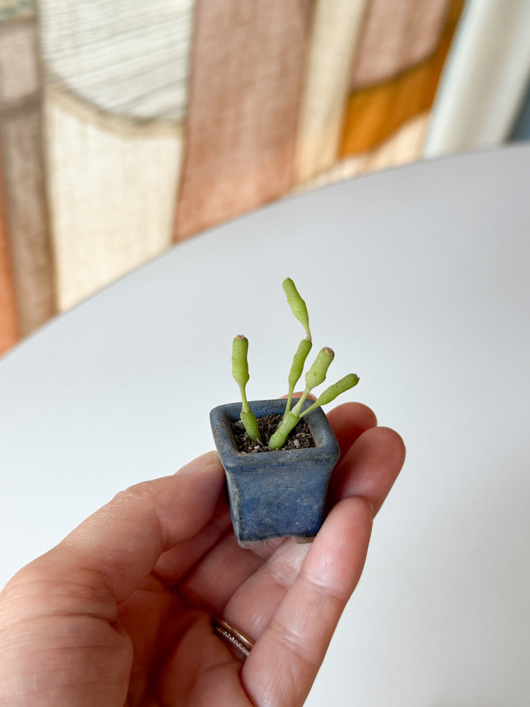 Tiny Vintage Planters – from Kyushu (maybe!)