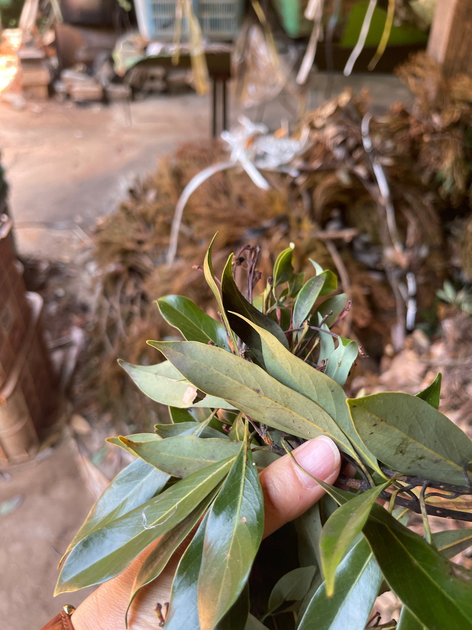 Incense - Medicinal Herbs